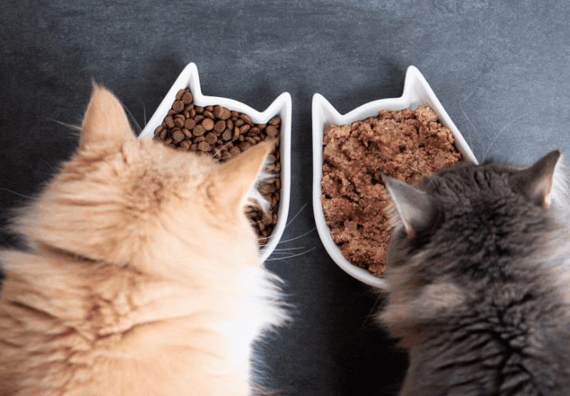 חתולים אוכלים