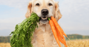 מזון טבעי לכלבים